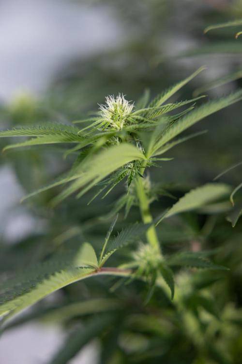 Nectar Drip #4 - Zamnesia x Tical x B&B. Week 9 - Nectar Drip #4 - No Techniques - 2nd Week Bloom