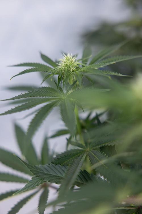 Nectar Drip #4 - Zamnesia x Tical x B&B. Week 9 - Nectar Drip #4 - No Techniques - 2nd Week Bloom