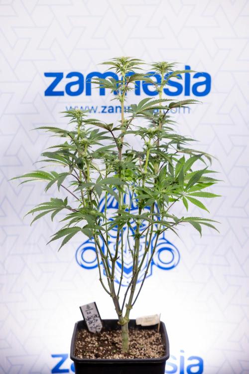 Nectar Drip #3 - Zamnesia x Tical x B&B. Week 8 - Nectar Drip #3 - 2nd Week - Mainilining No LST