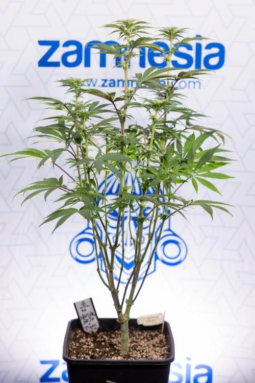 Nectar Drip #3 - Zamnesia x Tical x B&B. Week 8 - Nectar Drip #3 - 2nd Week - Mainilining No LST