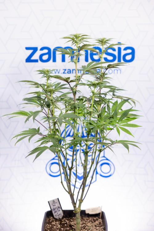 Nectar Drip #3 - Zamnesia x Tical x B&B. Week 8 - Nectar Drip #3 - 2nd Week - Mainilining No LST
