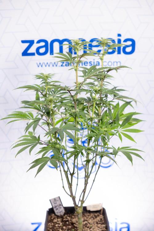 Nectar Drip #3 - Zamnesia x Tical x B&B. Week 8 - Nectar Drip #3 - 2nd Week - Mainilining No LST