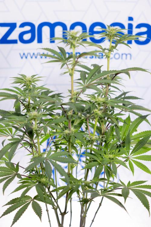 Nectar Drip #3 - Zamnesia x Tical x B&B. Week 8 - Nectar Drip #3 - 2nd Week - Mainilining No LST