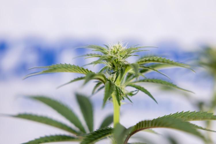 Nectar Drip #3 - Zamnesia x Tical x B&B. Week 8 - Nectar Drip #3 - 2nd Week - Mainilining No LST