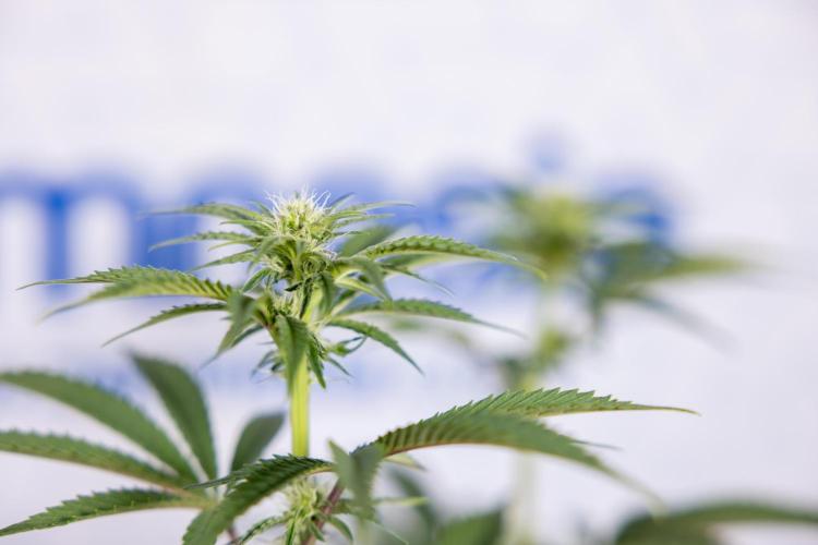 Nectar Drip #3 - Zamnesia x Tical x B&B. Week 8 - Nectar Drip #3 - 2nd Week - Mainilining No LST