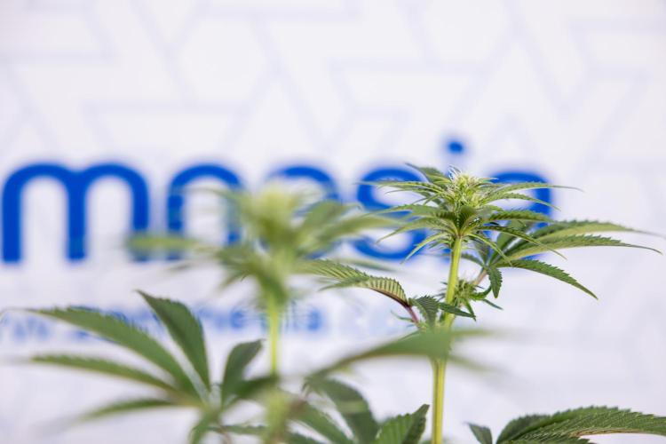 Nectar Drip #3 - Zamnesia x Tical x B&B. Week 8 - Nectar Drip #3 - 2nd Week - Mainilining No LST