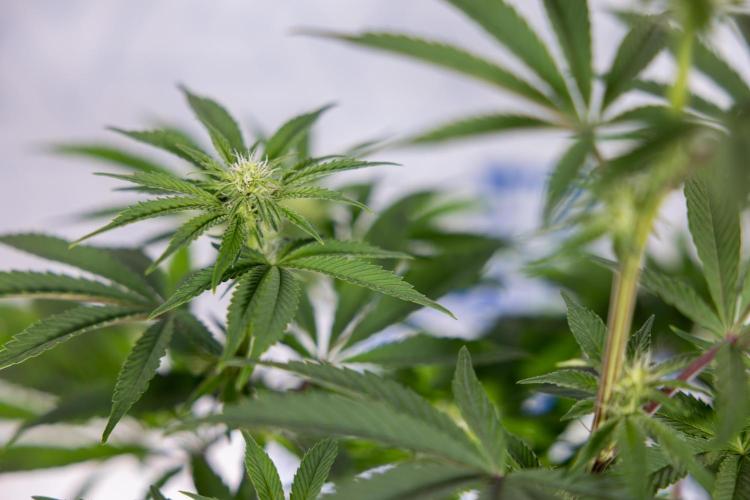 Nectar Drip #3 - Zamnesia x Tical x B&B. Week 8 - Nectar Drip #3 - 2nd Week - Mainilining No LST