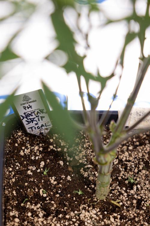 Nectar Drip #3 - Zamnesia x Tical x B&B. Week 8 - Nectar Drip #3 - 2nd Week - Mainilining No LST