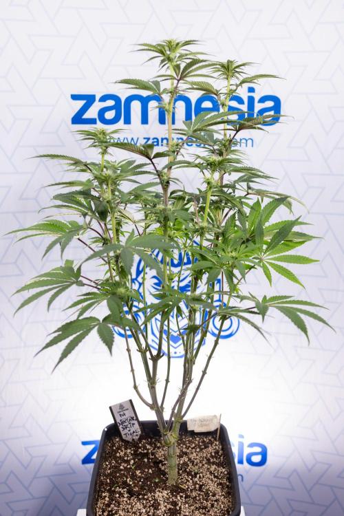 Nectar Drip #3 - Zamnesia x Tical x B&B. Week 8 - Nectar Drip #3 - 2nd Week - Mainilining No LST