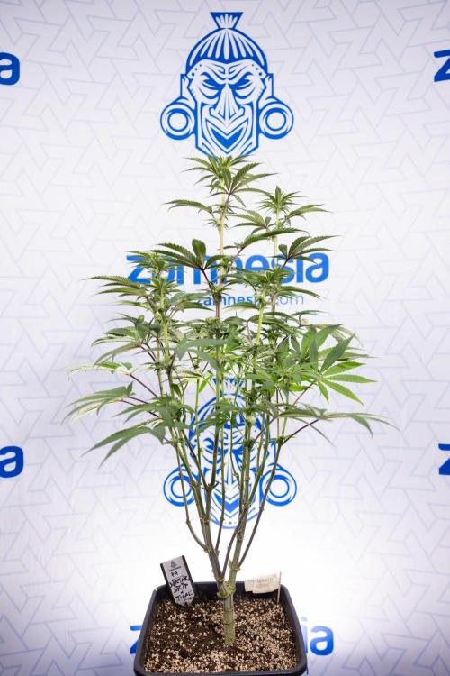 Nectar Drip #3 - Zamnesia x Tical x B&B. Week 8 - Nectar Drip #3 - 2nd Week - Mainilining No LST