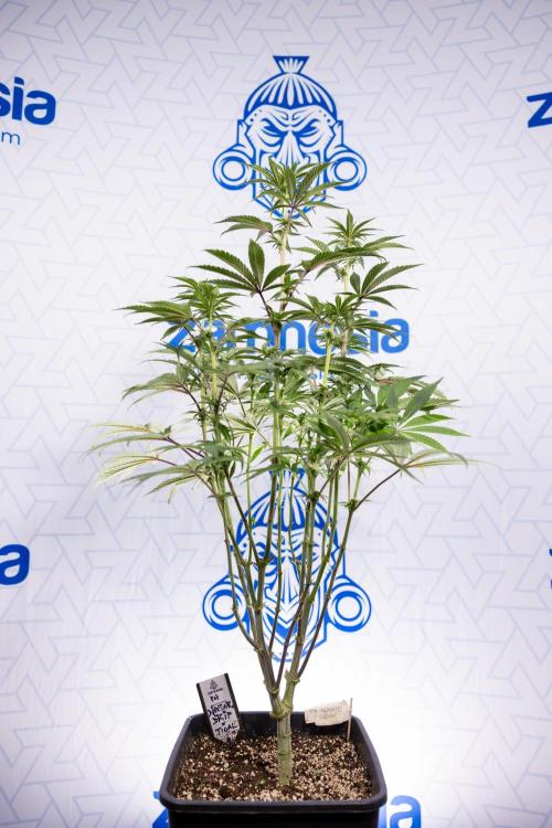 Nectar Drip #3 - Zamnesia x Tical x B&B. Week 8 - Nectar Drip #3 - 2nd Week - Mainilining No LST