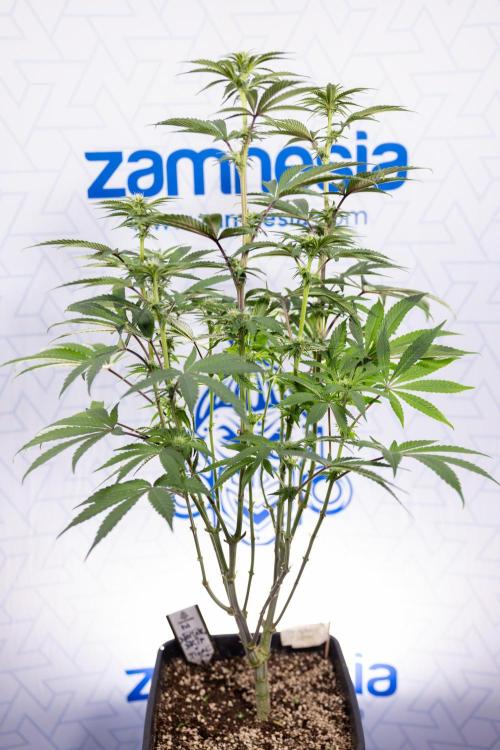 Nectar Drip #3 - Zamnesia x Tical x B&B. Week 8 - Nectar Drip #3 - 2nd Week - Mainilining No LST