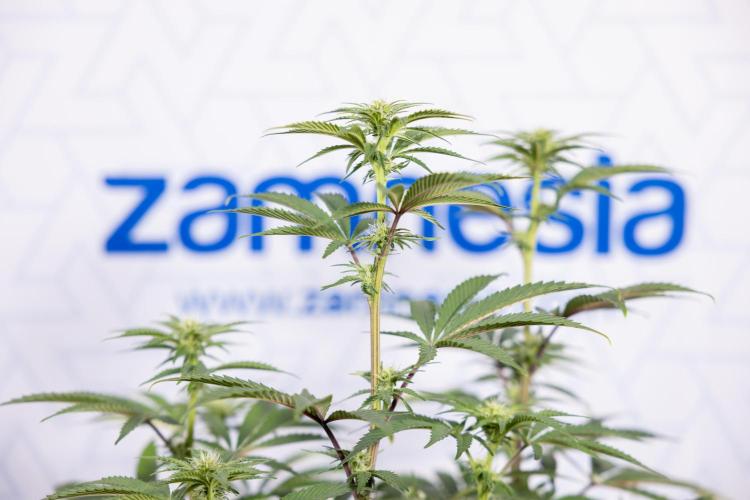 Nectar Drip #3 - Zamnesia x Tical x B&B. Week 8 - Nectar Drip #3 - 2nd Week - Mainilining No LST