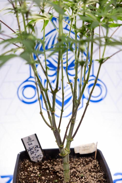 Nectar Drip #3 - Zamnesia x Tical x B&B. Week 8 - Nectar Drip #3 - 2nd Week - Mainilining No LST