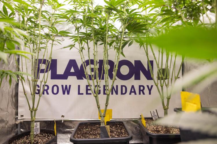 Nectar Drip #3 - Zamnesia x Tical x B&B. Week 8 - Ladies in the box #growlegendary