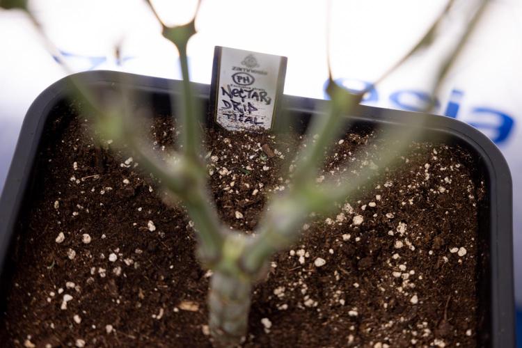 Nectar Drip #2 - Zamnesia x Tical x B&B. Week 9 - Nectar Drip #2 - Mainfolding x16 - 2nd Week Bloom