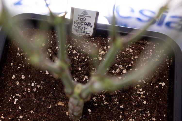 Nectar Drip #2 - Zamnesia x Tical x B&B. Week 9 - Nectar Drip #2 - Mainfolding x16 - 2nd Week Bloom