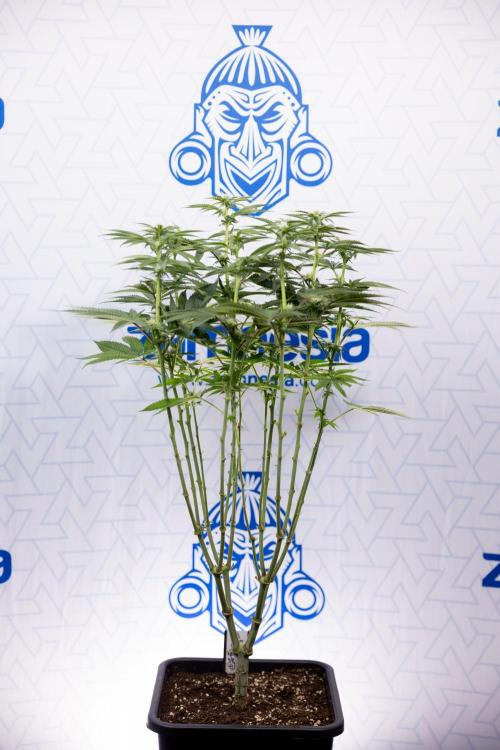 Nectar Drip #2 - Zamnesia x Tical x B&B. Week 9 - Nectar Drip #2 - Mainfolding x16 - 2nd Week Bloom