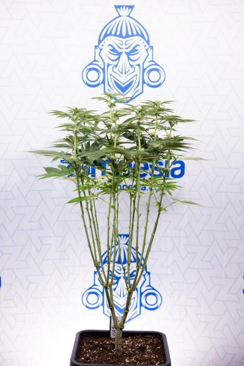 Nectar Drip #2 - Zamnesia x Tical x B&B. Week 9 - Nectar Drip #2 - Mainfolding x16 - 2nd Week Bloom