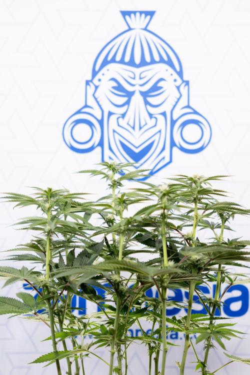 Nectar Drip #2 - Zamnesia x Tical x B&B. Week 9 - Nectar Drip #2 - Mainfolding x16 - 2nd Week Bloom