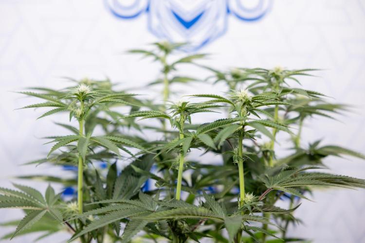 Nectar Drip #2 - Zamnesia x Tical x B&B. Week 9 - Nectar Drip #2 - Mainfolding x16 - 2nd Week Bloom