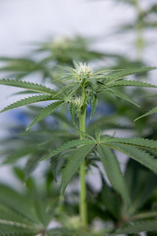 Nectar Drip #2 - Zamnesia x Tical x B&B. Week 9 - Nectar Drip #2 - Mainfolding x16 - 2nd Week Bloom