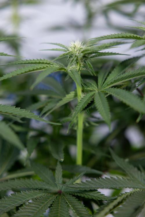 Nectar Drip #2 - Zamnesia x Tical x B&B. Week 9 - Nectar Drip #2 - Mainfolding x16 - 2nd Week Bloom