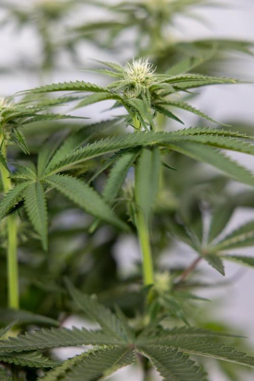 Nectar Drip #2 - Zamnesia x Tical x B&B. Week 9 - Nectar Drip #2 - Mainfolding x16 - 2nd Week Bloom