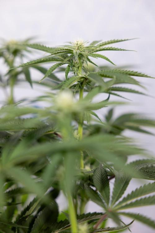 Nectar Drip #2 - Zamnesia x Tical x B&B. Week 9 - Nectar Drip #2 - Mainfolding x16 - 2nd Week Bloom