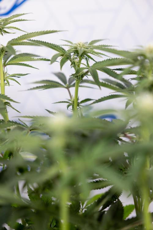 Nectar Drip #2 - Zamnesia x Tical x B&B. Week 9 - Nectar Drip #2 - Mainfolding x16 - 2nd Week Bloom