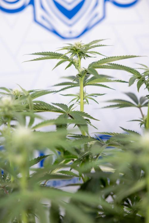 Nectar Drip #2 - Zamnesia x Tical x B&B. Week 9 - Nectar Drip #2 - Mainfolding x16 - 2nd Week Bloom