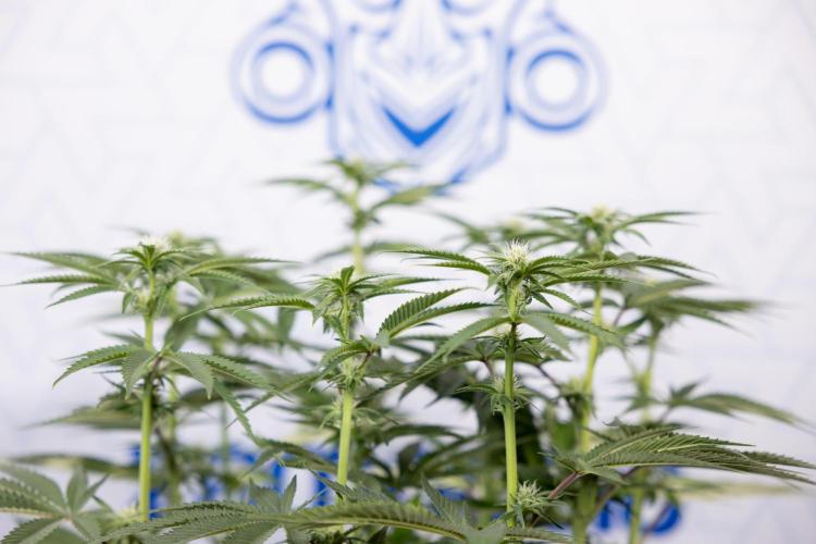 Nectar Drip #2 - Zamnesia x Tical x B&B. Week 9 - Nectar Drip #2 - Mainfolding x16 - 2nd Week Bloom