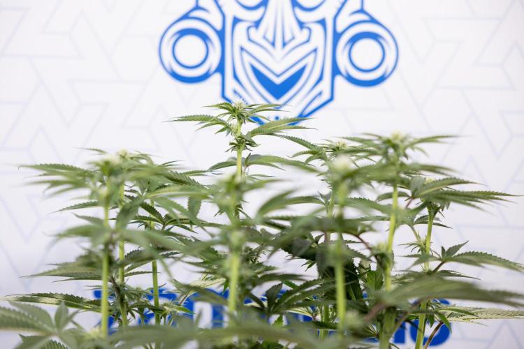 Nectar Drip #2 - Zamnesia x Tical x B&B. Week 9 - Nectar Drip #2 - Mainfolding x16 - 2nd Week Bloom