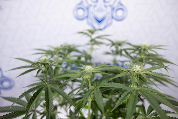 Nectar Drip #2 - Zamnesia x Tical x B&B. Week 9 - Nectar Drip #2 - Mainfolding x16 - 2nd Week Bloom