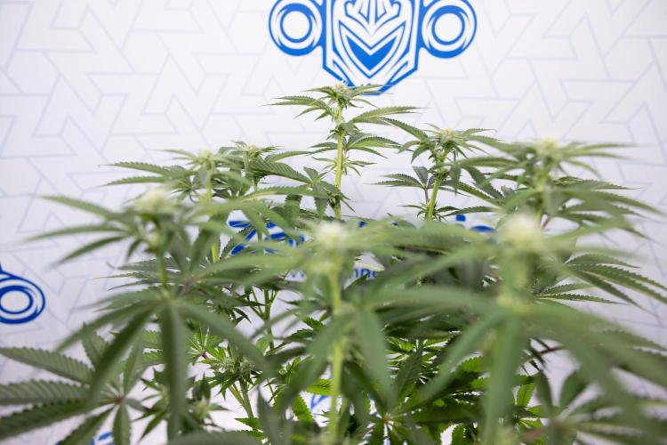 Nectar Drip #2 - Zamnesia x Tical x B&B. Week 9 - Nectar Drip #2 - Mainfolding x16 - 2nd Week Bloom