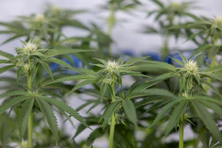 Nectar Drip #2 - Zamnesia x Tical x B&B. Week 9 - Nectar Drip #2 - Mainfolding x16 - 2nd Week Bloom