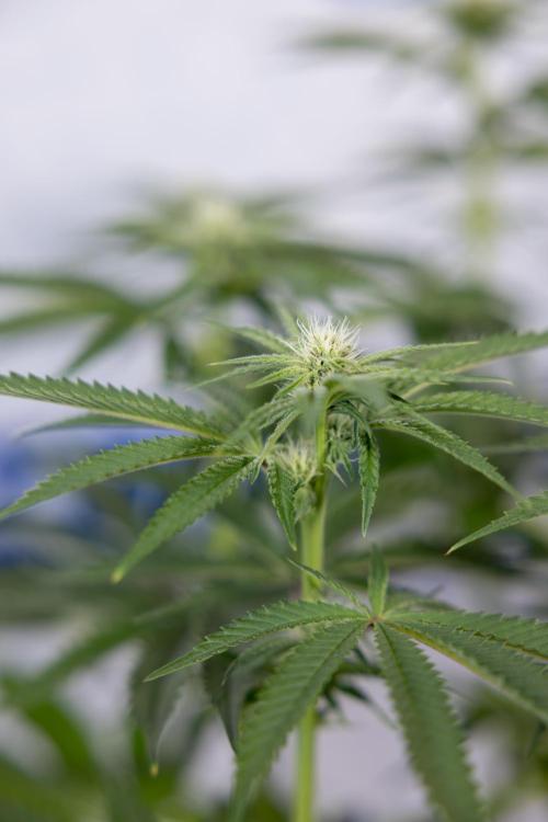 Nectar Drip #2 - Zamnesia x Tical x B&B. Week 9 - Nectar Drip #2 - Mainfolding x16 - 2nd Week Bloom