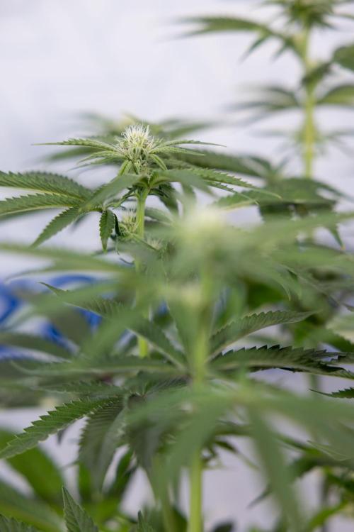 Nectar Drip #2 - Zamnesia x Tical x B&B. Week 9 - Nectar Drip #2 - Mainfolding x16 - 2nd Week Bloom