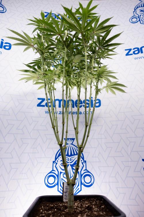 Nectar Drip #2 - Zamnesia x Tical x B&B. Week 9 - Nectar Drip #2 - Mainfolding x16 - 2nd Week Bloom