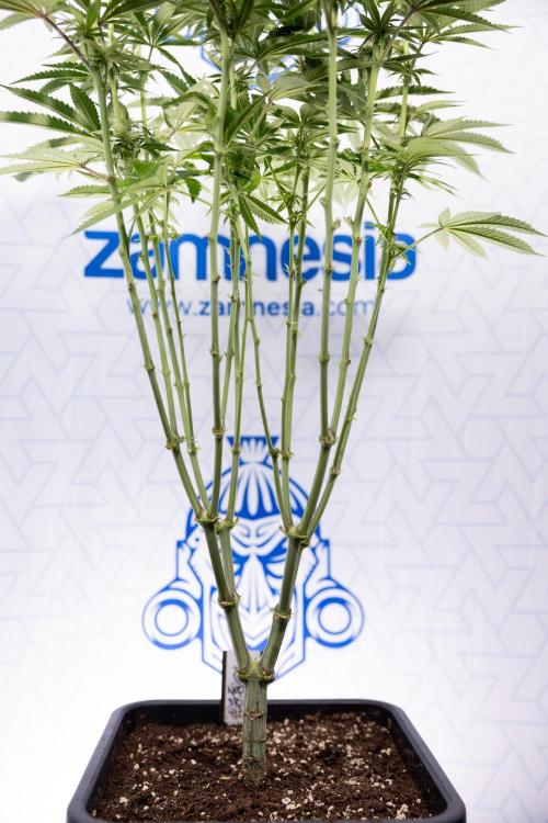 Nectar Drip #2 - Zamnesia x Tical x B&B. Week 9 - Nectar Drip #2 - Mainfolding x16 - 2nd Week Bloom