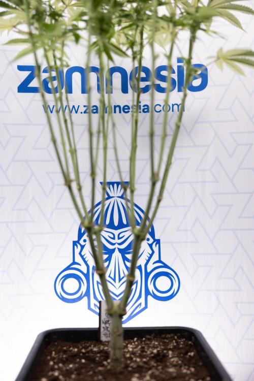 Nectar Drip #2 - Zamnesia x Tical x B&B. Week 9 - Nectar Drip #2 - Mainfolding x16 - 2nd Week Bloom