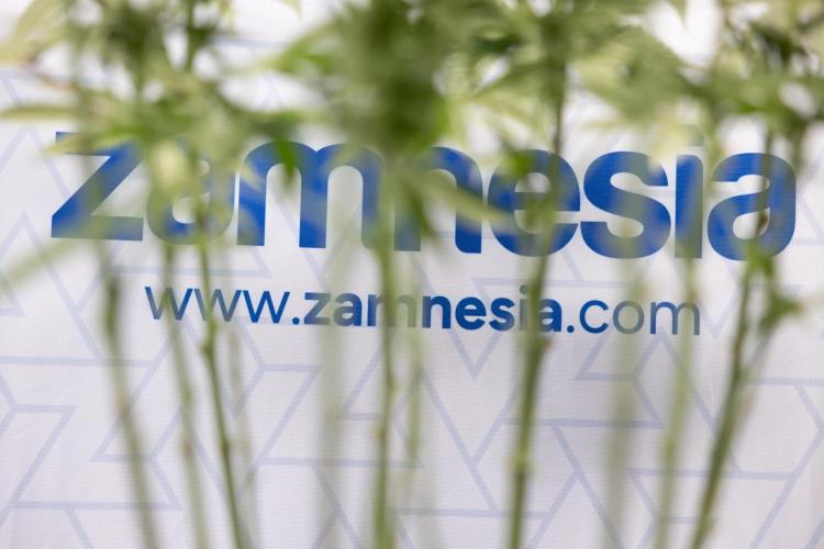 Nectar Drip #2 - Zamnesia x Tical x B&B. Week 9 - Nectar Drip #2 - Mainfolding x16 - 2nd Week Bloom