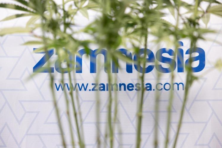 Nectar Drip #2 - Zamnesia x Tical x B&B. Week 9 - Nectar Drip #2 - Mainfolding x16 - 2nd Week Bloom