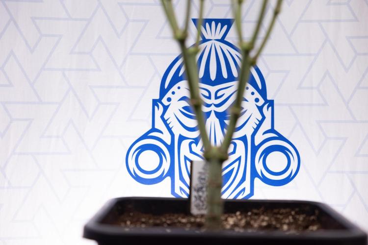 Nectar Drip #2 - Zamnesia x Tical x B&B. Week 9 - Nectar Drip #2 - Mainfolding x16 - 2nd Week Bloom