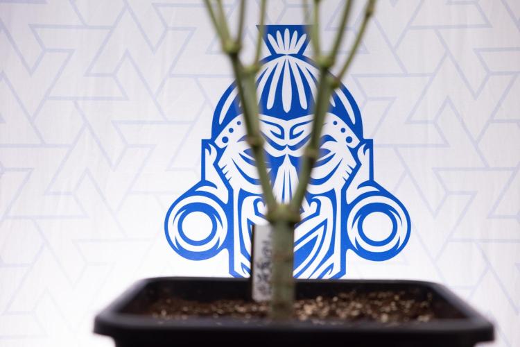 Nectar Drip #2 - Zamnesia x Tical x B&B. Week 9 - Nectar Drip #2 - Mainfolding x16 - 2nd Week Bloom