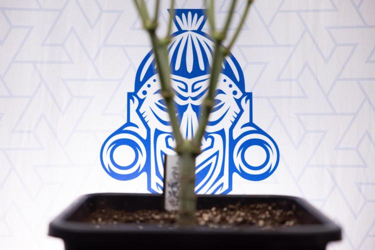 Nectar Drip #2 - Zamnesia x Tical x B&B. Week 9 - Nectar Drip #2 - Mainfolding x16 - 2nd Week Bloom