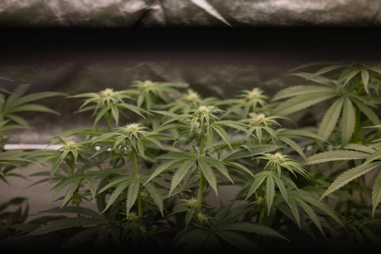 Nectar Drip #2 - Zamnesia x Tical x B&B. Week 9 - Nectar Drip #2 - Mainfolding x16 - 2nd Week Bloom