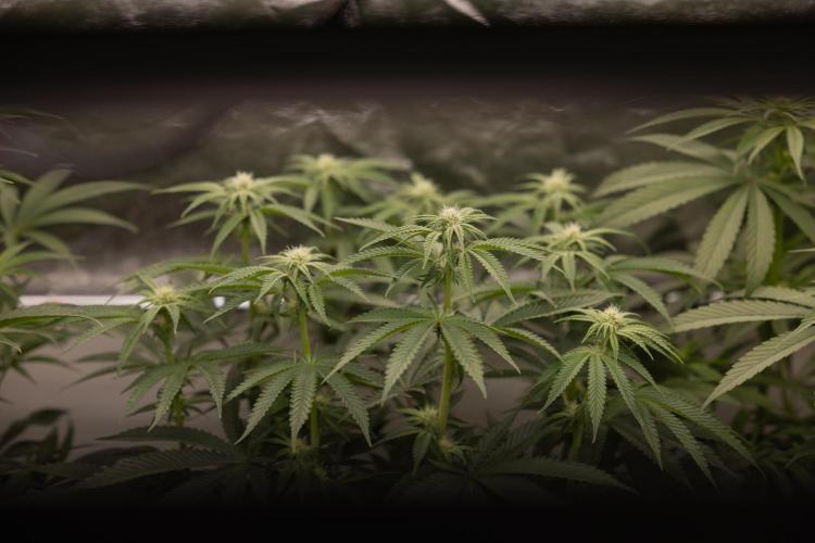 Nectar Drip #2 - Zamnesia x Tical x B&B. Week 9 - Nectar Drip #2 - Mainfolding x16 - 2nd Week Bloom