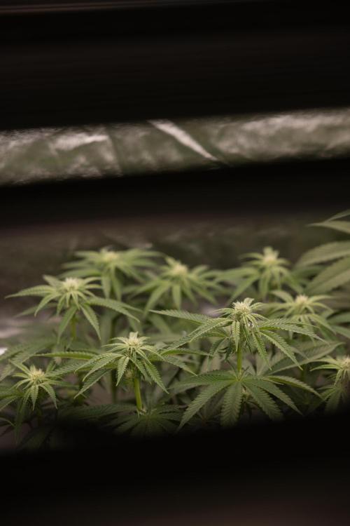 Nectar Drip #2 - Zamnesia x Tical x B&B. Week 9 - Nectar Drip #2 - Mainfolding x16 - 2nd Week Bloom