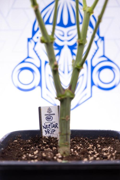 Nectar Drip #1 - Zamnesia X Tical x B&B. Week 9 - Nectar Drip #1 - Main Lining - 5th Week Bloom 